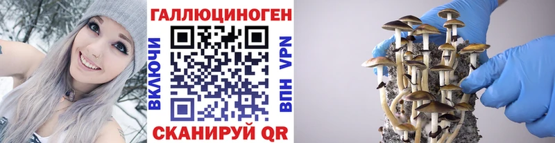 Псилоцибиновые грибы Psilocybe Кудымкар
